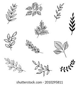 set of leaves silhouettes isolated on a white background