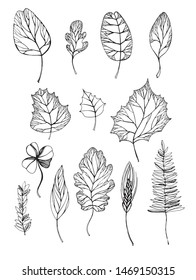 Set of leaves, skeletal leaves of different types of trees