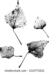 Set of leaves skeletons made in vector on a white background. Fallen foliage for autumn designs. Black and White. Vector illustration.

