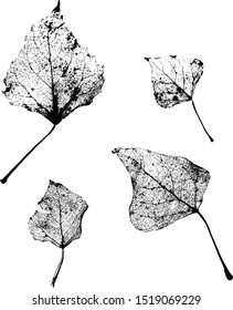 
Set of leaves skeletons on a white background. Fallen foliage for autumn designs. Black and White.
Vector illustration.