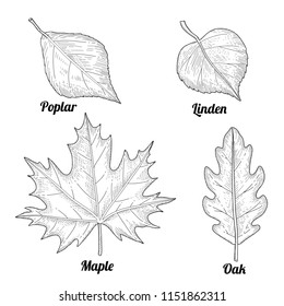 Set leaves of trees for coloring book.