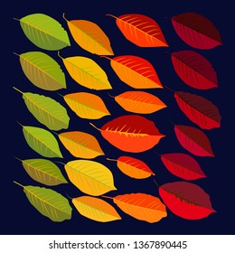 A set of leaves of trees of different shades from green to red. Many leaves of trees on a dark background.