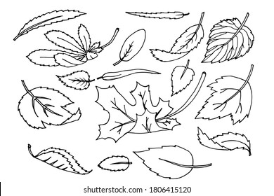 Set of leaves trees and shrubs flying. Hand drawn line vector illustration