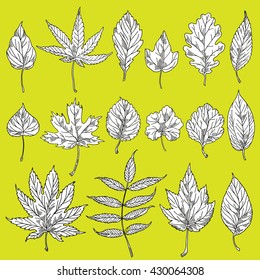 Set of leaves of trees and shrubs, herb spice