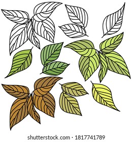 Set of leaves and twigs with clear veins, contour drawing for coloring and painted leaves, green and yellow leaves, vector illustration for design and creativity
