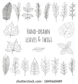 A set of leaves and twigs drawn by hand. Botanical decorative elements for the design of articles, magazines, recipes and menus. Simple black white vector illustration. Isolated on a white background