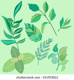Set the leaves and twigs of various plants, a very good illustration for the kitchen, garden, books, tea