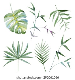 conjunto de hojas de diversas plantas exóticas, acuarela
