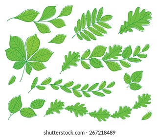 Set of leaves of various trees. Branches with leaves, wreaths. Isolated green leaves on a white background. Spring, summer. Sketch, design elements. Vector illustration.