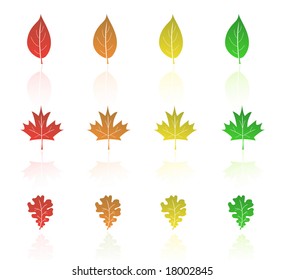 Set of leaves vector