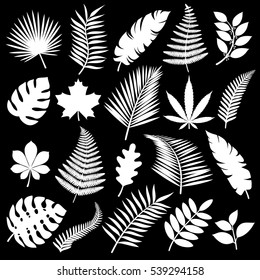 Set of leaves. Vector