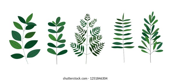 Set leaves vector. Collection of leaves. Natural branches elements set. Illustration isolated on white background.