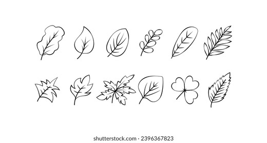 Set of Leaves in Vector hand drawn black line design elements. Betel, Gymnema sylvestre, Carica pentagona, Carica pubescens, maple, Cassia alata, Ringworm Bush, Empress Candle Plan, Celtic Shamrock