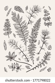 Set with leaves. Vector illustration. Design elements. Black and white.