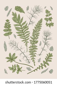 Set with leaves. Vector illustration. Design elements. Greenery.