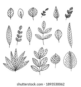 Set of leaves, vector illustration, hand drawing sketch