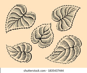 Set Of Leaves In Woodcut Style. Vintage. Engraving Vector Illustration