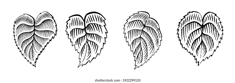 Set Of Leaves In Woodcut Style. Vintage. Engraving Vector Illustration