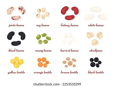 Set of leguminous elements. Grains of beans, soybeans, lentils, chickpeas, mung. Organic superfood. Vector illustration in flat style isolated on white background