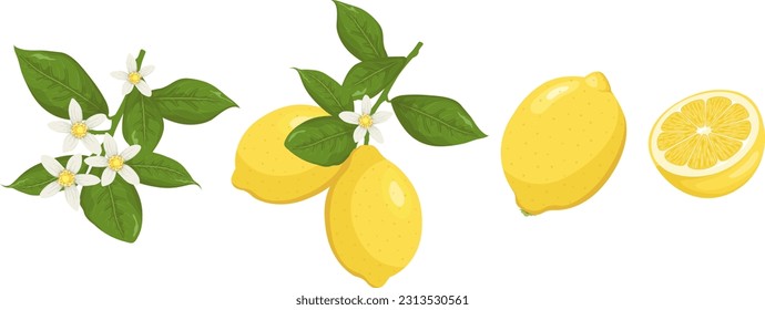 Con flores de limón, limones en una rama, un limón entero y media fruta. Juego de limón vectorial plano.