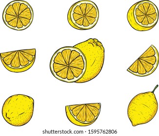 Set of lemon by hand drawing.Lemon vector  on white background.Orange art highly detailed in line art style.