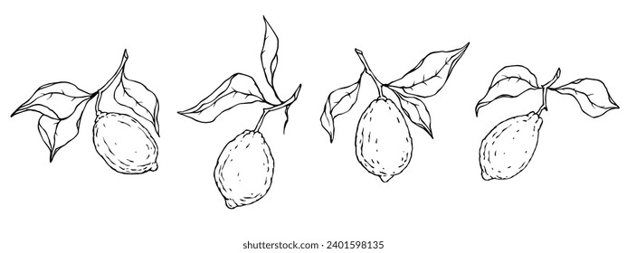 Set of lemon citrus fruit sketches. Vector graphics.