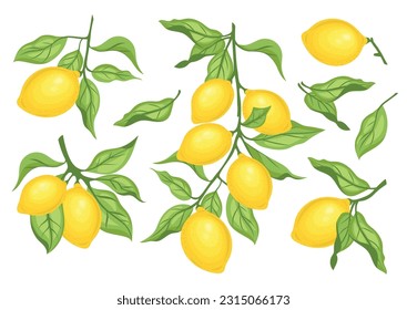 Set of lemon citrus fruits with green leaves. Whole lemons among green branches and leaves. Sour fresh fruit. Cartoon style. Set of lemon vector illustration isolated on white background. 