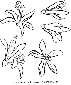 Set of lemon flower