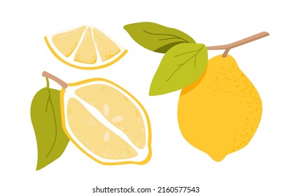 Set of lemon fruit on branch with leaves. Half of lemon and sliced piece, fresh raw citrus fruit, vegan exotic food, citric acid and vitamin c, lemonade beverage vector illustration