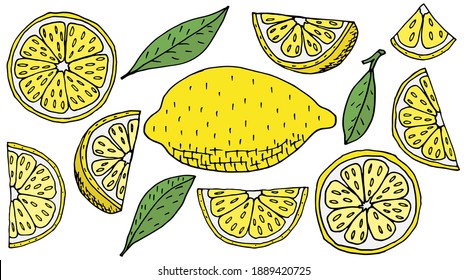 Set of lemon fruits hand drawn, isolated. Yellow lemon, slice, quarter. Design elements. Vector illustration