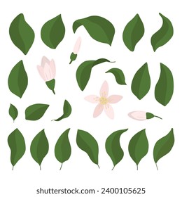A set of lemon leaves and flowers in a flat style. Vector illustration highlighted on a white background.