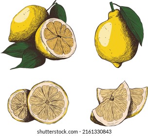 A set of lemon linart pictures. Vector illustration