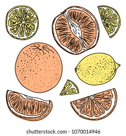 A set of lemon and orange painted with a black line and a conventional simple color on a white background. Whole fruits and slices in a cut.