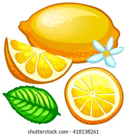 set of lemon, lemon slice, lemon flower, lemon leaves, lemon ring