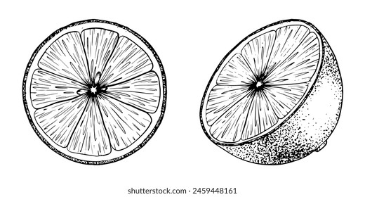 Set of Lemon slice fruits. Sketch Hand drawn vector illustration. Black outline ink of citrus fruit. Isolated on white background. Design for menu, package, cosmetic, textile