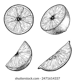 Set de frutas de rodajas de limón. Esbozo Ilustración vectorial dibujada a mano. Tinta de contorno negro de cítricos. Aislado sobre fondo blanco. Diseño para menú, paquete, cosmético, textil