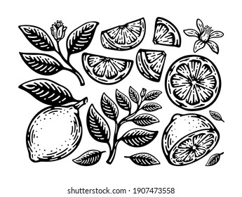 Set Of Lemon, Slice, Leaf, And Pistil In Doodle Vintage Design. 