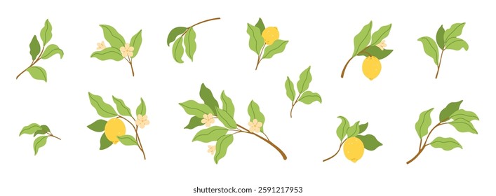 Set of lemon tree branches with green leaves, yellow lemons, and white flowers. Citrus plant elements for design.