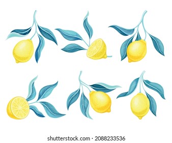 Set of lemon tree branches with ripe tropical fruits and green leaves vector illustration