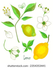 A set of lemon tree elements. Twig, lemon fruit, lemon flower, pistils and stamens. Provencal style, home comfort