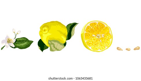 Set with Lemon tree parts such as citrus flower, a fruit, a half of a lemon and some seeds. Horizontal line