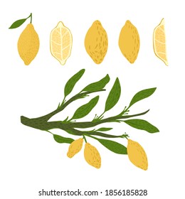 Set from lemon, twigs with foliage on white background. Abstract botanical sketch hand drawn in style doodle vector illustration.