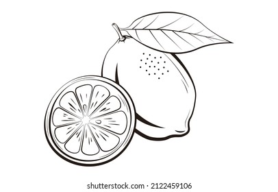a set of lemon vector illustration