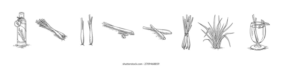 Set of LEMONGRASS SKETCH vector illustration
