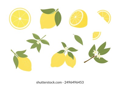 Set of lemons. Branches with leaves and flowers. Collection vector hand drawn exotic fruits. Yellow citrus. Whole lemon, half and slice isolated on white background.