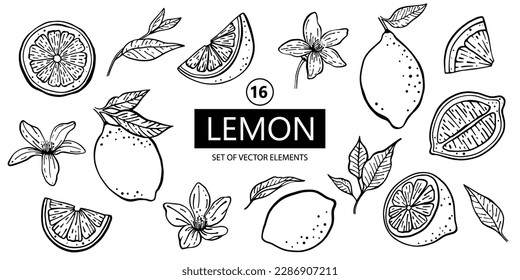 Conjunto de limones, flores y hojas ilustraciones dibujadas a mano