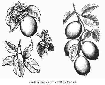 Set of lemons. Graphic black and white illustrations of lemons on a branch with
leaves and flowers. EPS botanical graphics illustration.