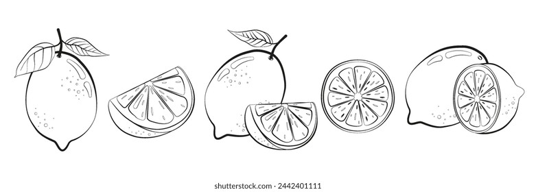 Set of lemons in hand drawn style. Black and white vector illustration isolated on white background.