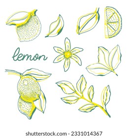 Set of lemons with leaves and flower. Hand drawn colored sketch.Vector flat illustration isolated on white background.