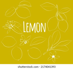 Conjunto de limones con hojas y flores, lineales, sólo contorno, sin relleno. Gráficos vectoriales